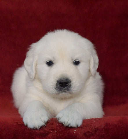 AKC Registered English Cream Golden Retriever For Sale Fredericksburg, OH Male- Dexter