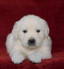 AKC Registered English Cream Golden Retriever For Sale Fredericksburg, OH Male- Dexter