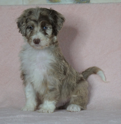 Aussiedoodle For Sale Baltic, OH Male- Alex