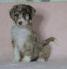 Aussiedoodle For Sale Baltic, OH Male- Alex
