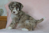 Aussiedoodle For Sale Baltic, OH Male- Alex