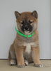 AKC Registered Shiba Inu For Sale Dundee, OH Male- Mister
