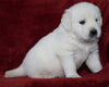 AKC Registered English Cream Golden Retriever For Sale Fredericksburg, OH Male- Dexter