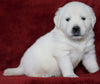AKC Registered English Cream Golden Retriever For Sale Fredericksburg, OH Male- Dexter