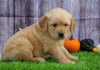 AKC Registered Golden Retriever For Sale Fredericksburg, OH Male- Biscuit