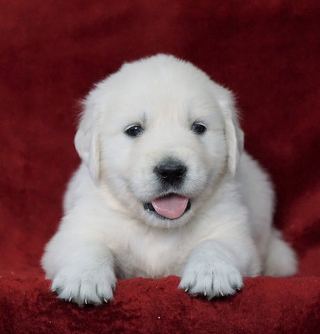 AKC Registered English Cream Golden Retriever For Sale Fredericksburg, OH Male- Donald