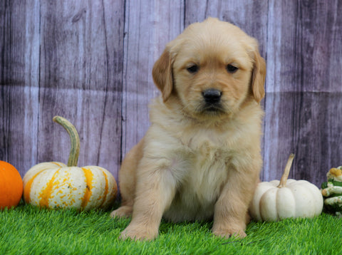 AKC Registered Golden Retriever For Sale Fredericksburg, OH Male- Biscuit