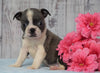 AKC Registered Boston Terrier For Sale Warsaw, OH Female- Princess