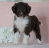 Aussiedoodle For Sale Baltic, OH Male- Kypo