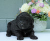 Newfypoo (Standard) For Sale Millersburg, OH Male- Leo