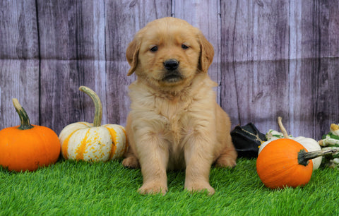 AKC Registered Golden Retriever For Sale Fredericksburg, OH Male- Ben