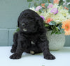 Newfypoo (Standard) For Sale Millersburg, OH Male- Pluto