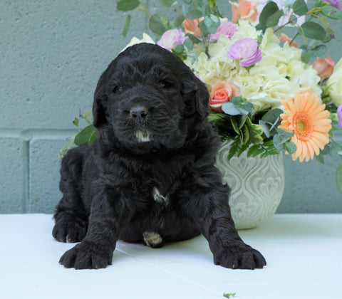 Newfypoo (Standard) For Sale Millersburg, OH Male- Pluto