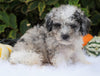F1B Mini Goldendoodle For Sale Fredericksburg, OH Male- Andy
