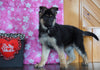 AKC Registered German Shepherd For Sale Baltic, OH Female - Angela