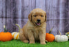 AKC Registered Golden Retriever For Sale Fredericksburg, OH Male- Ben