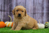 AKC Registered Golden Retriever For Sale Fredericksburg, OH Male- Ben