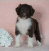 Aussiedoodle For Sale Baltic, OH Male- Kypo