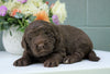 Newfypoo (Standard) For Sale Millersburg, OH Male- Chocolate