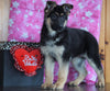 AKC Registered German Shepherd For Sale Baltic, OH Female - Angela