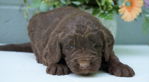Newfypoo (Standard) For Sale Millersburg, OH Female- Fluffy