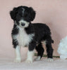 Aussiedoodle For Sale Baltic, OH Male- George