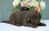 Newfypoo (Standard) For Sale Millersburg, OH Female- Fluffy