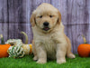 AKC Registered Golden Retriever For Sale Fredericksburg, OH Female- Betsy