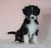 Aussiedoodle For Sale Baltic, OH Male- George