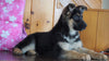 AKC Registered German Shepherd For Sale Baltic, OH Female - Angela