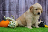 AKC Registered Golden Retriever For Sale Fredericksburg, OH Female- Betsy