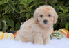 F1B Mini Goldendoodle For Sale Fredericksburg, OH Male- Abner
