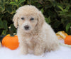 F1B Mini Goldendoodle For Sale Fredericksburg, OH Male- Alton
