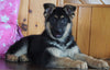 AKC Registered German Shepherd For Sale Baltic, OH Female - Angela