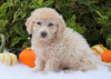 F1B Mini Goldendoodle For Sale Fredericksburg, OH Male- Alton