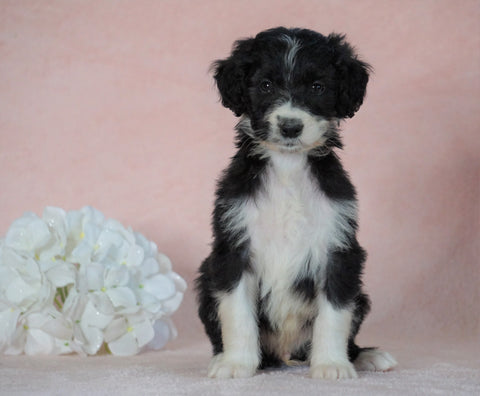 Aussiedoodle For Sale Baltic, OH Male- George