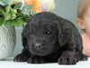 Newfypoo (Standard) For Sale Millersburg, OH Male- Elvis