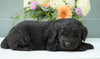 Newfypoo (Standard) For Sale Millersburg, OH Male- Elvis