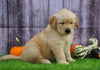 AKC Registered Golden Retriever For Sale Fredericksburg, OH Female- Betsy