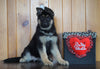 AKC Registered German Shepherd For Sale Baltic, OH Female - Lexus