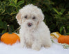 F1B Mini Goldendoodle For Sale Fredericksburg, OH Female- Abby