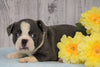 AKC Registered Boston Terrier For Sale Warsaw, OH Male- Charlie