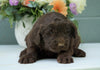 Newfypoo (Standard) For Sale Millersburg, OH Female- Sophie