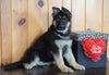 AKC Registered German Shepherd For Sale Baltic, OH Female - Lexus
