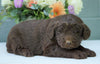 Newfypoo (Standard) For Sale Millersburg, OH Female- Sophie