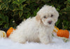 F1B Mini Goldendoodle For Sale Fredericksburg, OH Female- Abby