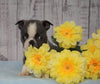 AKC Registered Boston Terrier For Sale Warsaw, OH Male- Gizmo