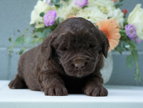 Newfypoo (Standard) For Sale Millersburg, OH Male- Cody