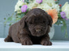 Newfypoo (Standard) For Sale Millersburg, OH Male- Cody