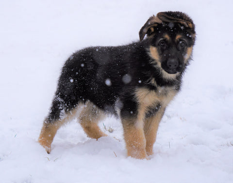 AKC Registered German Shepherd For Sale Baltic, OH Male - Frisky